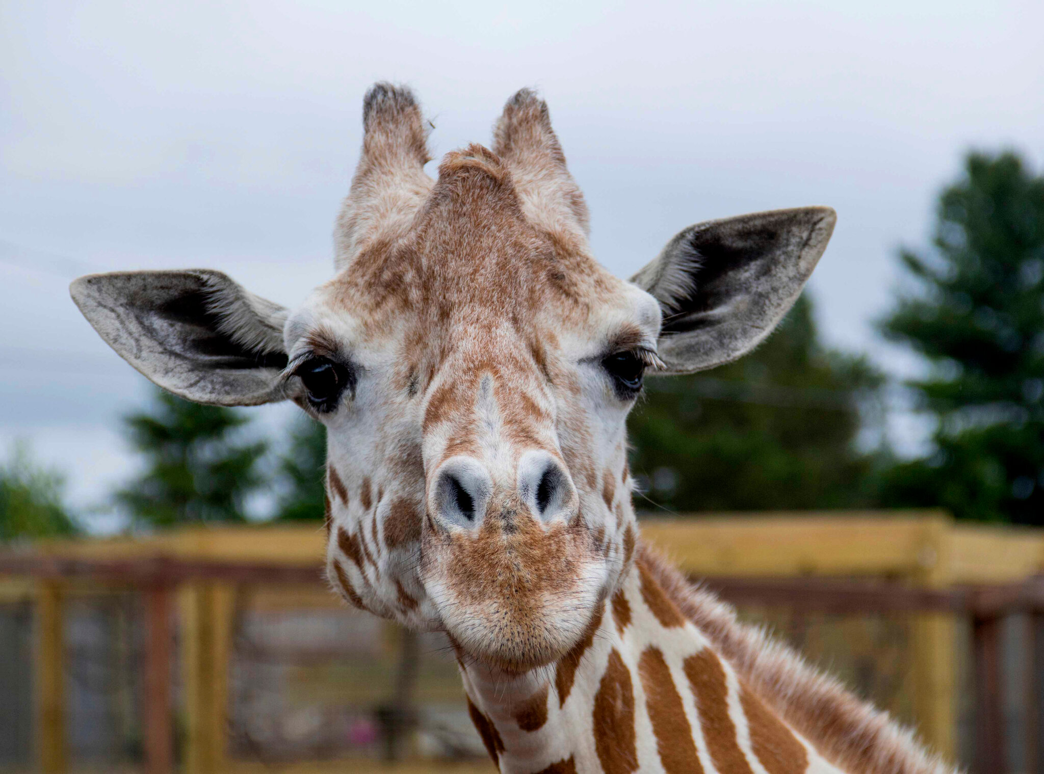 Detail Image Giraffe Nomer 5