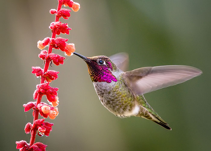 Detail Image Hummingbird Nomer 5