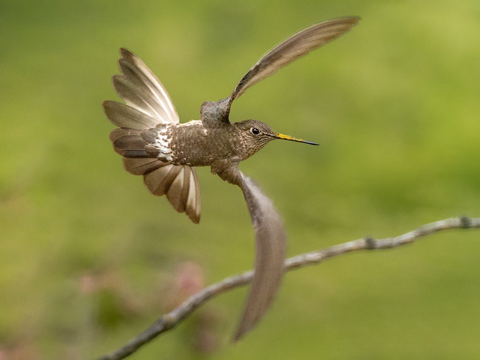 Detail Image Hummingbird Nomer 55