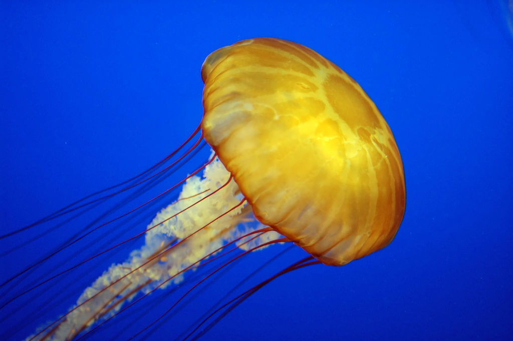 Image Jelly Fish - KibrisPDR