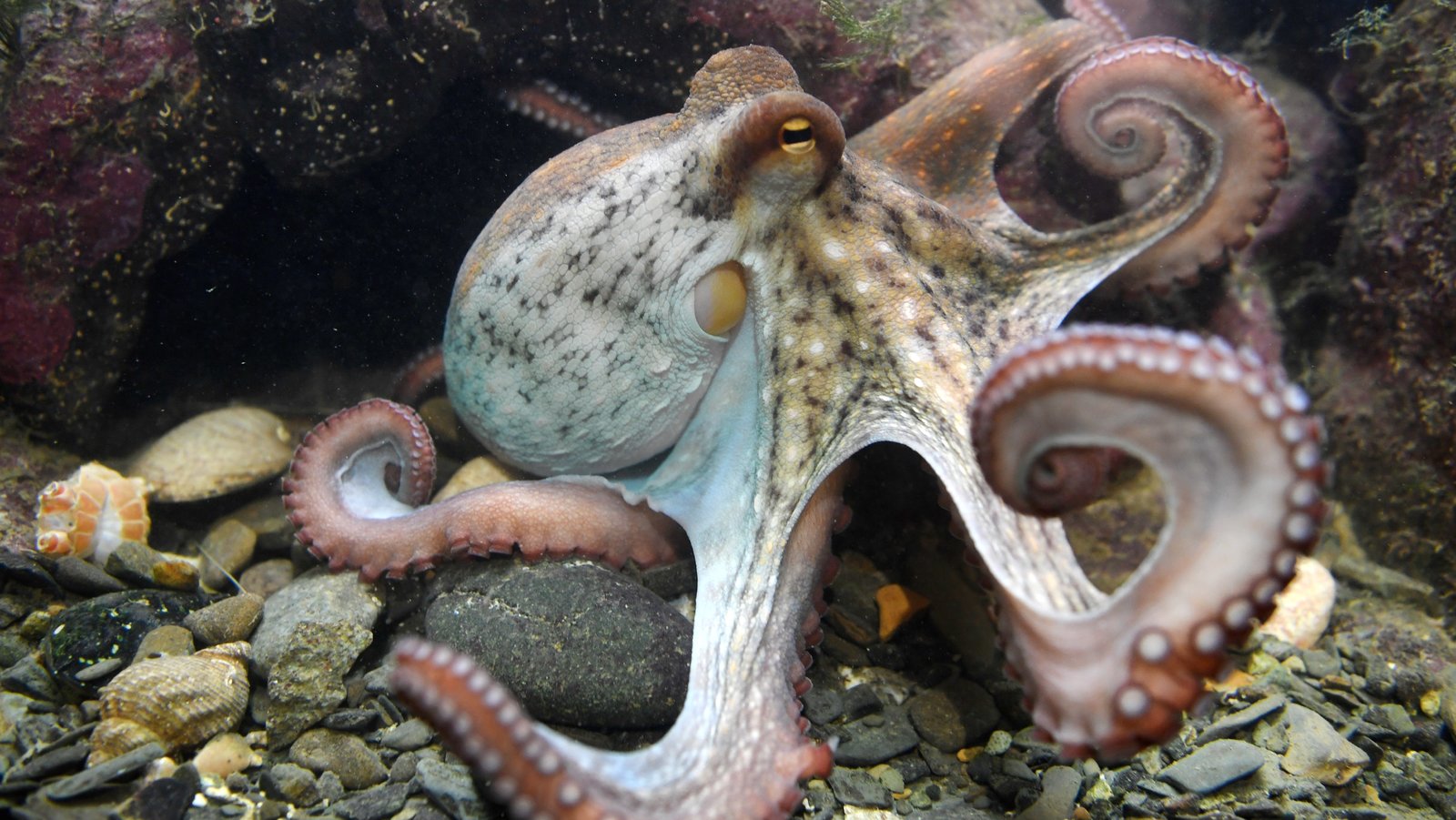 Detail Image Octopus Nomer 22