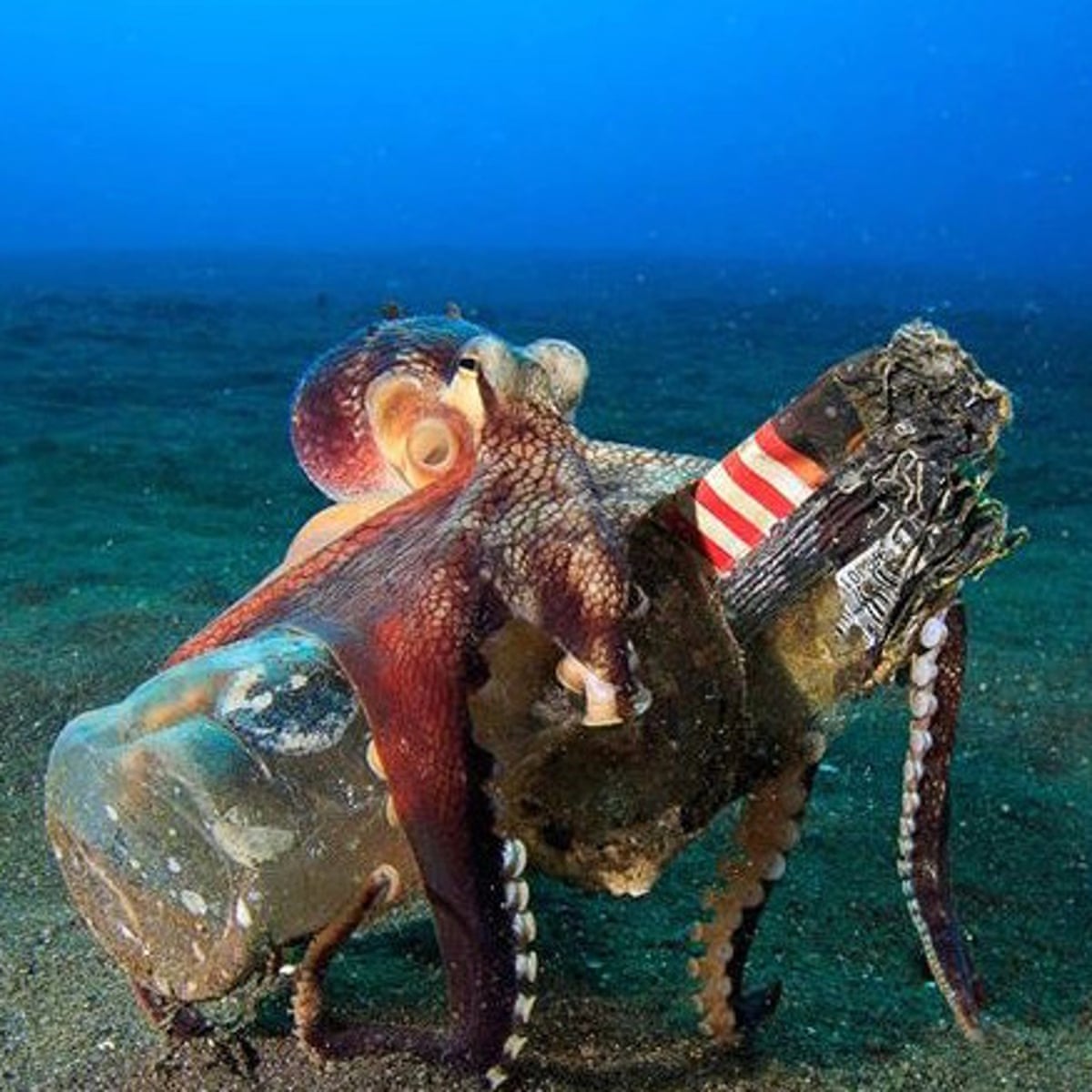 Detail Image Octopus Nomer 35
