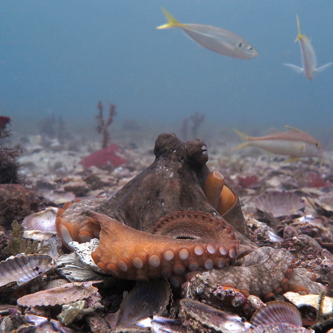 Detail Image Octopus Nomer 50
