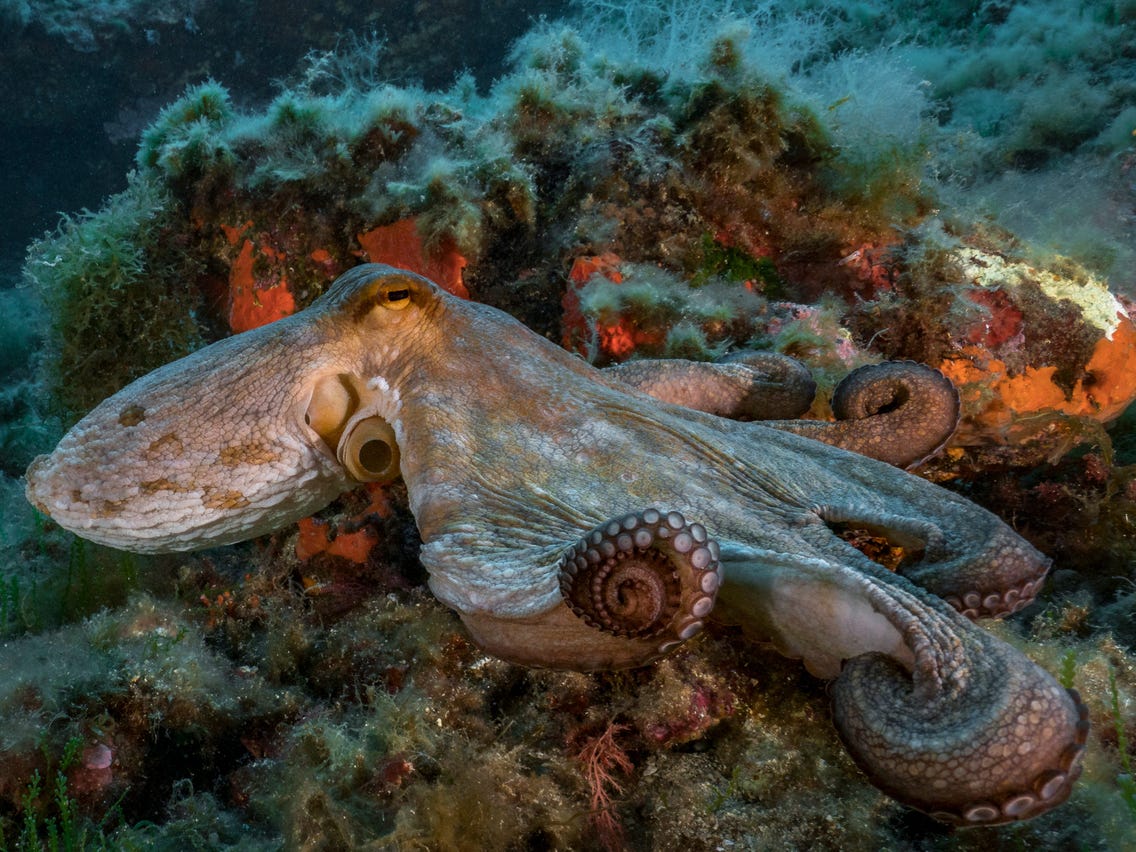 Detail Image Octopus Nomer 56