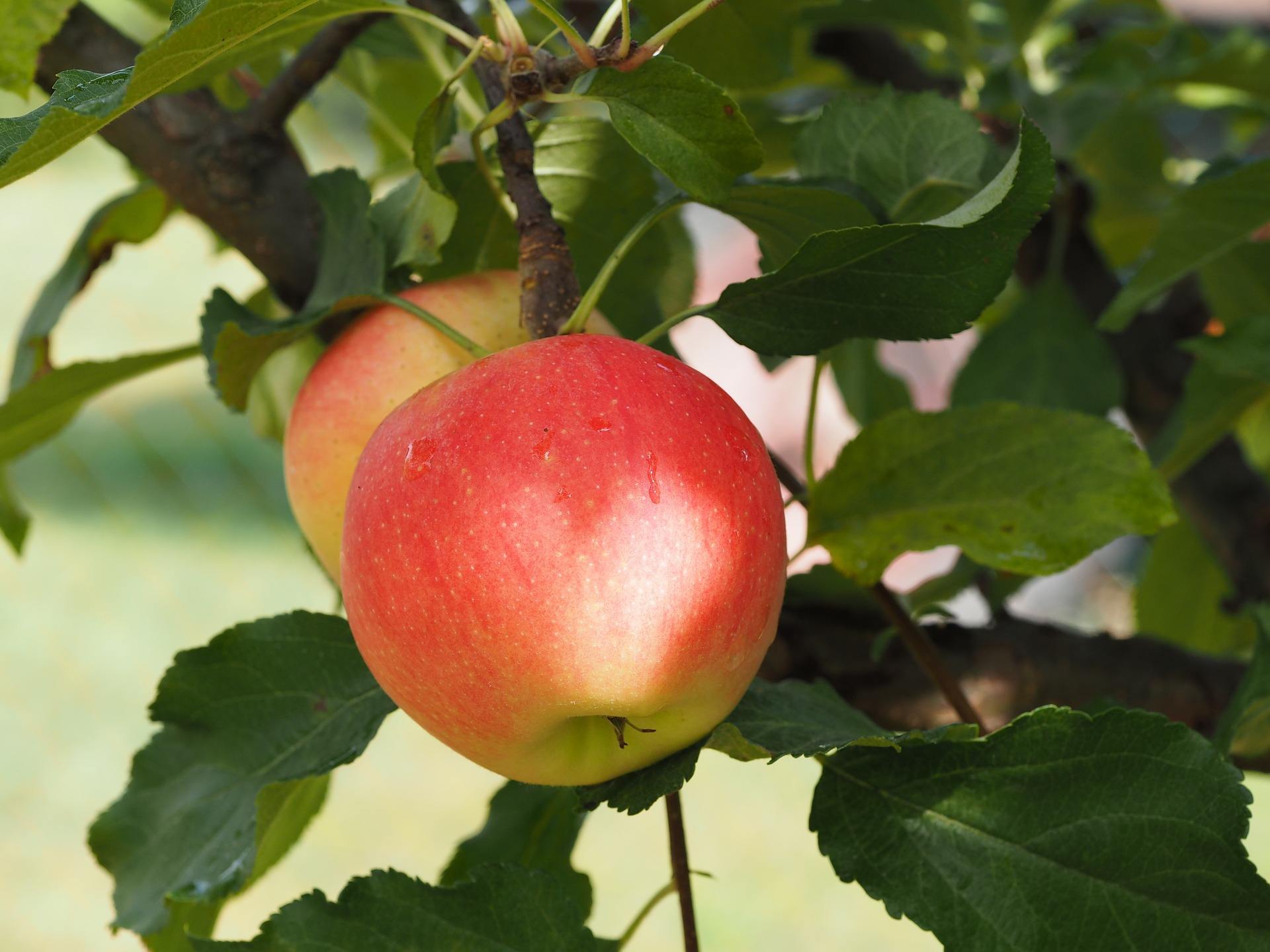 Detail Image Of A Apple Nomer 35