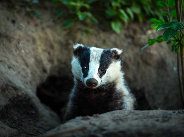 Detail Image Of A Badger Nomer 5