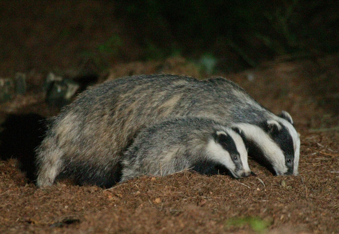 Detail Image Of A Badger Nomer 56