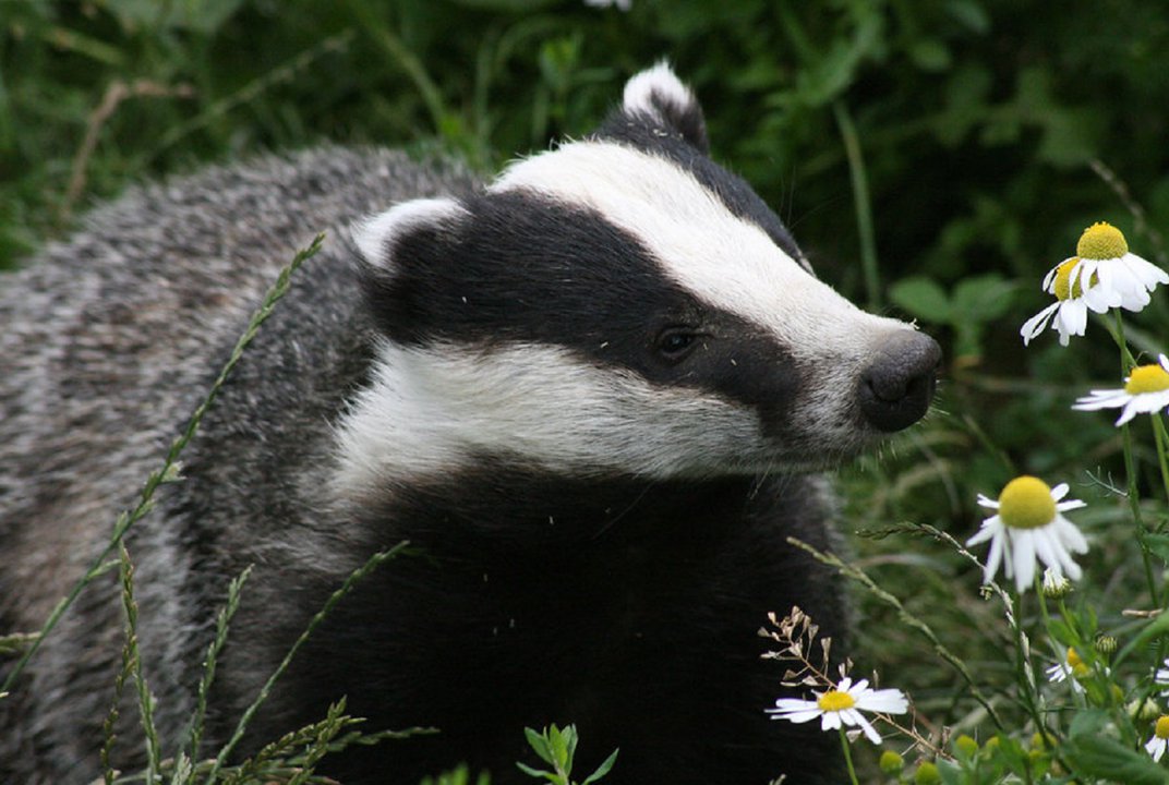 Detail Image Of A Badger Nomer 57