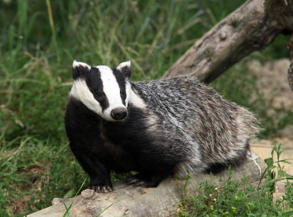 Detail Image Of A Badger Nomer 8