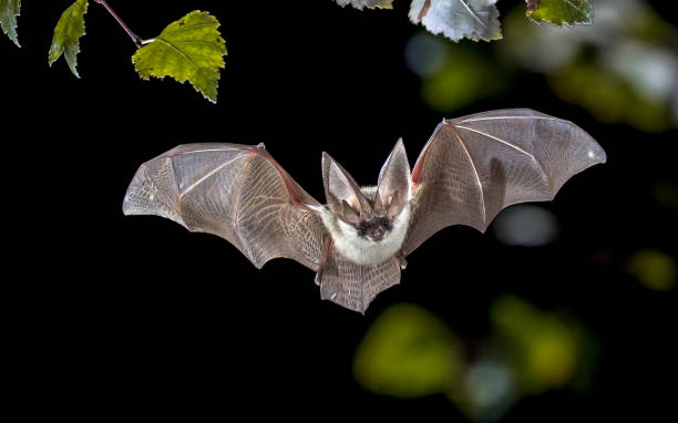 Image Of A Bat - KibrisPDR