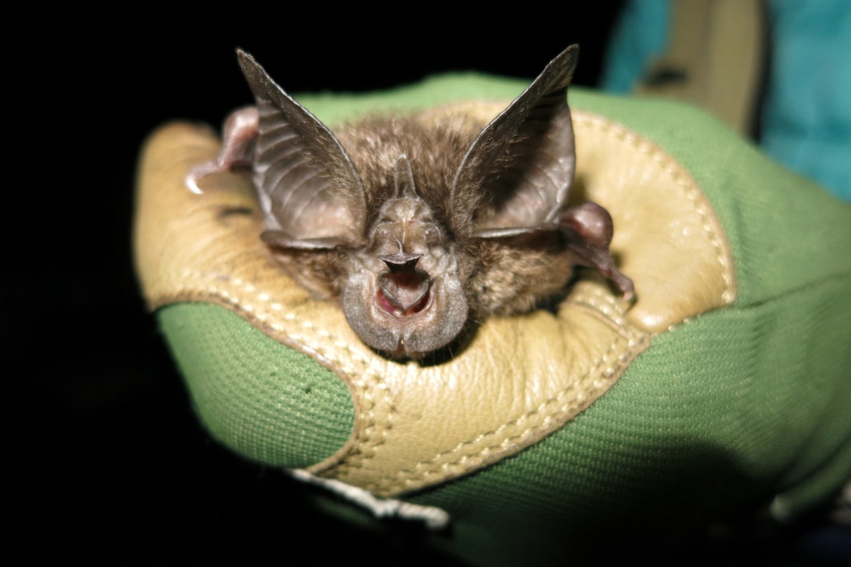 Detail Image Of A Bat Nomer 21