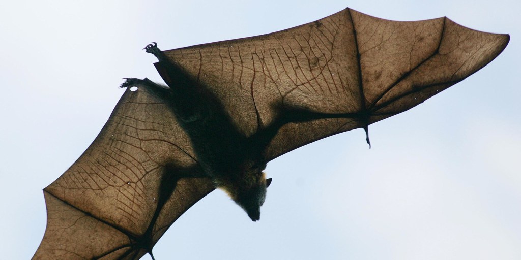 Detail Image Of A Bat Nomer 36