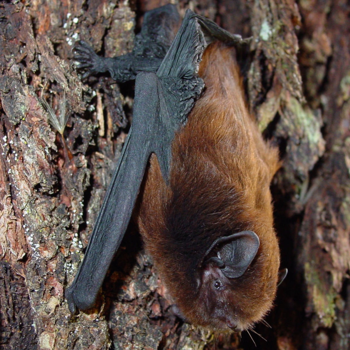 Detail Image Of A Bat Nomer 52