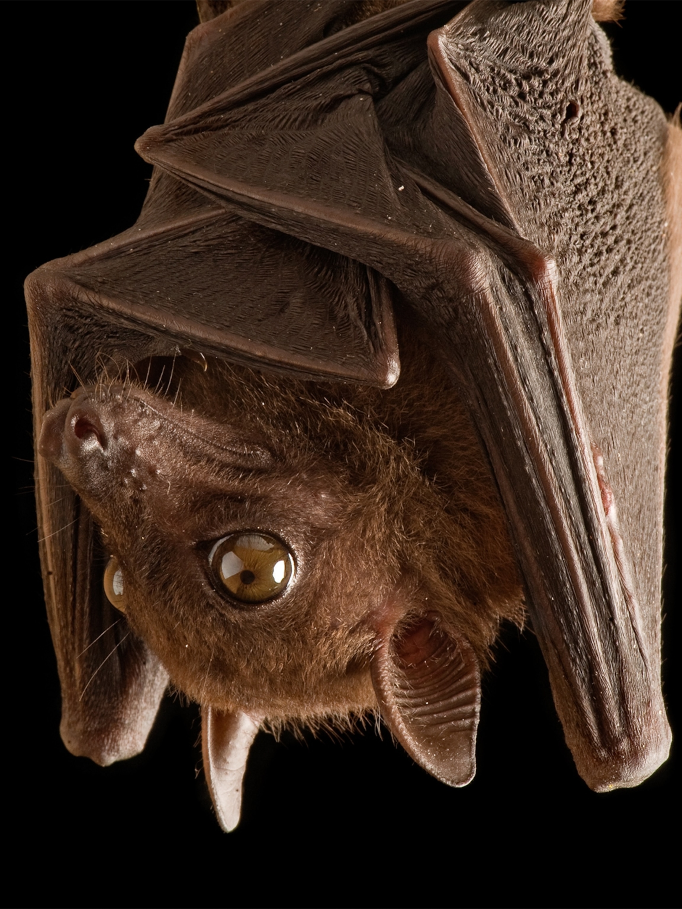 Detail Image Of A Bat Nomer 8