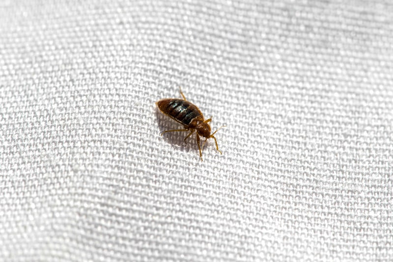 Detail Image Of A Bed Bug Nomer 11