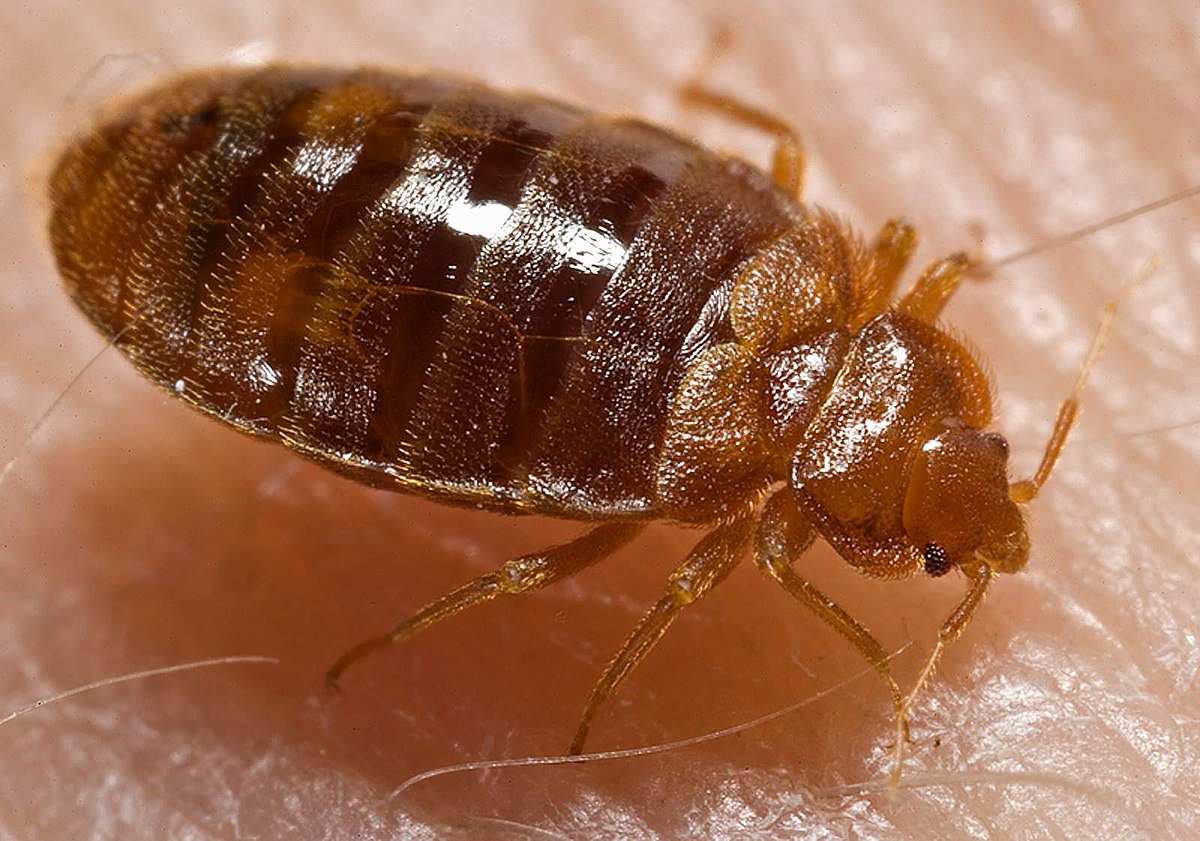 Detail Image Of A Bed Bug Nomer 3