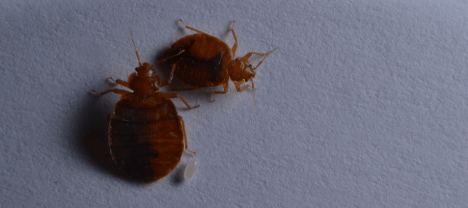 Detail Image Of A Bed Bug Nomer 40