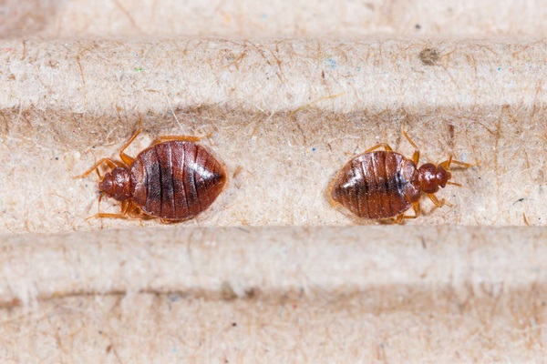 Detail Image Of A Bed Bug Nomer 42