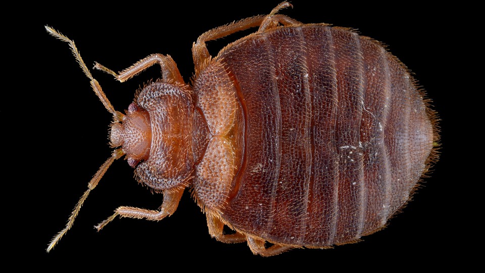 Detail Image Of A Bed Bug Nomer 43