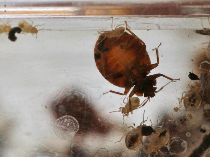 Detail Image Of A Bed Bug Nomer 48