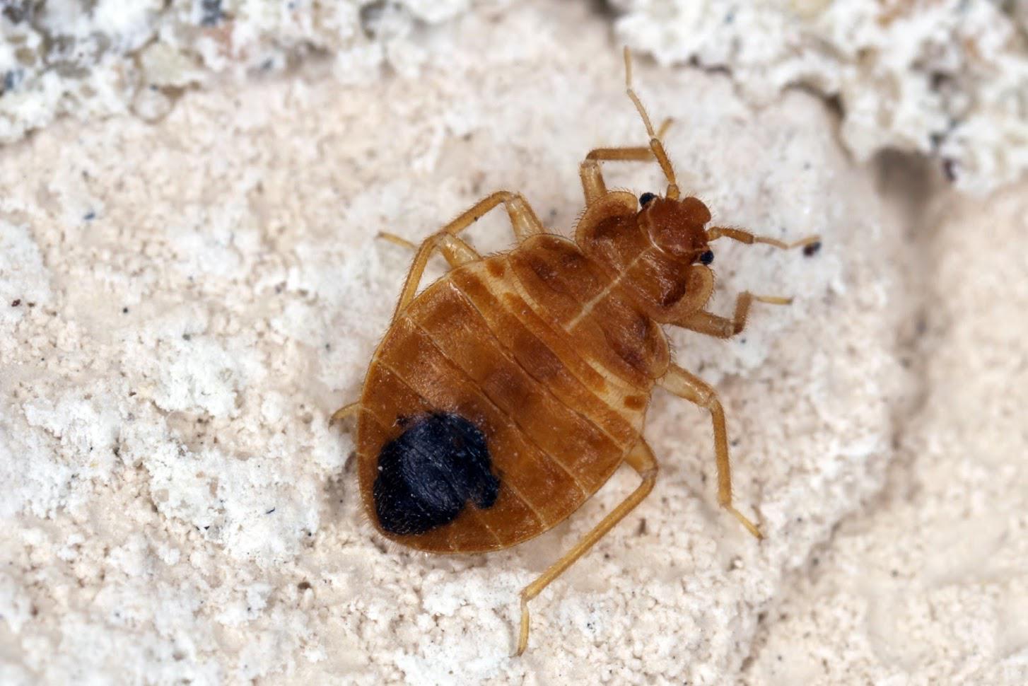 Detail Image Of A Bed Bug Nomer 51