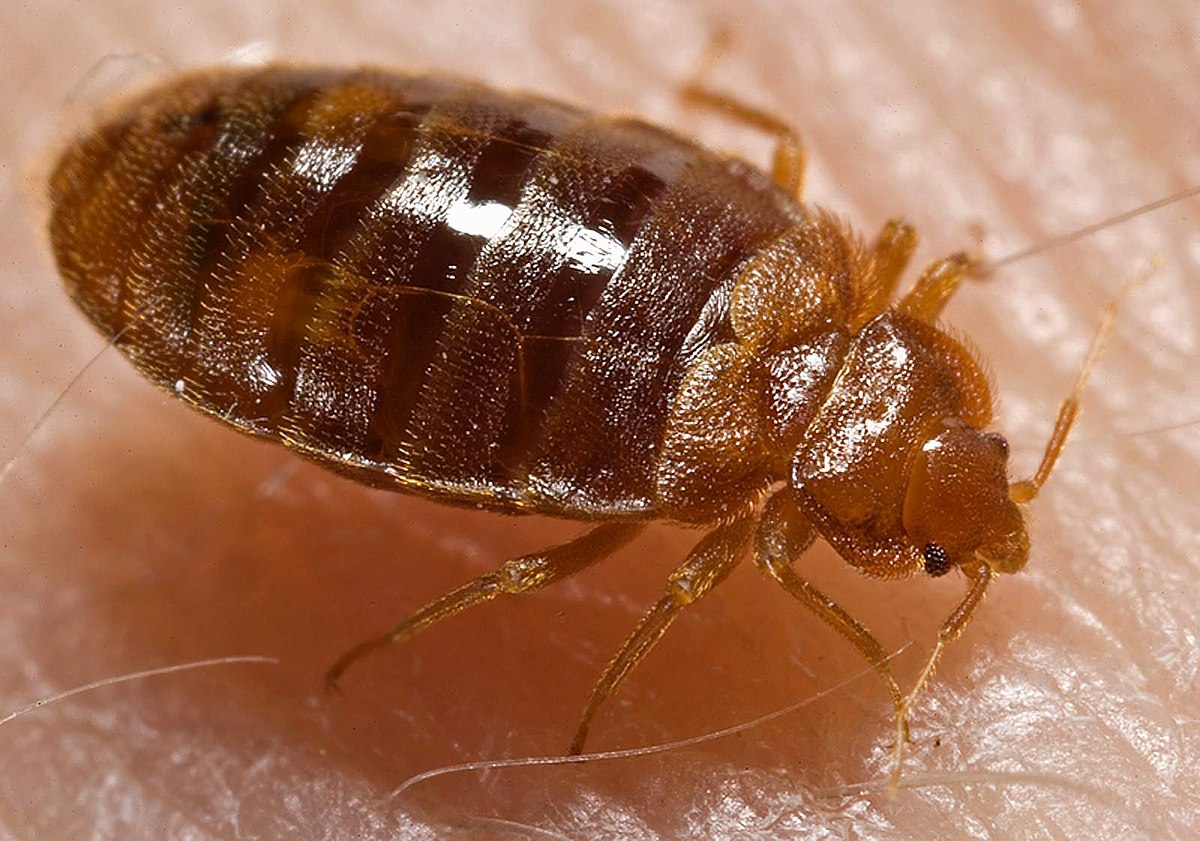 Detail Image Of A Bedbug Nomer 2
