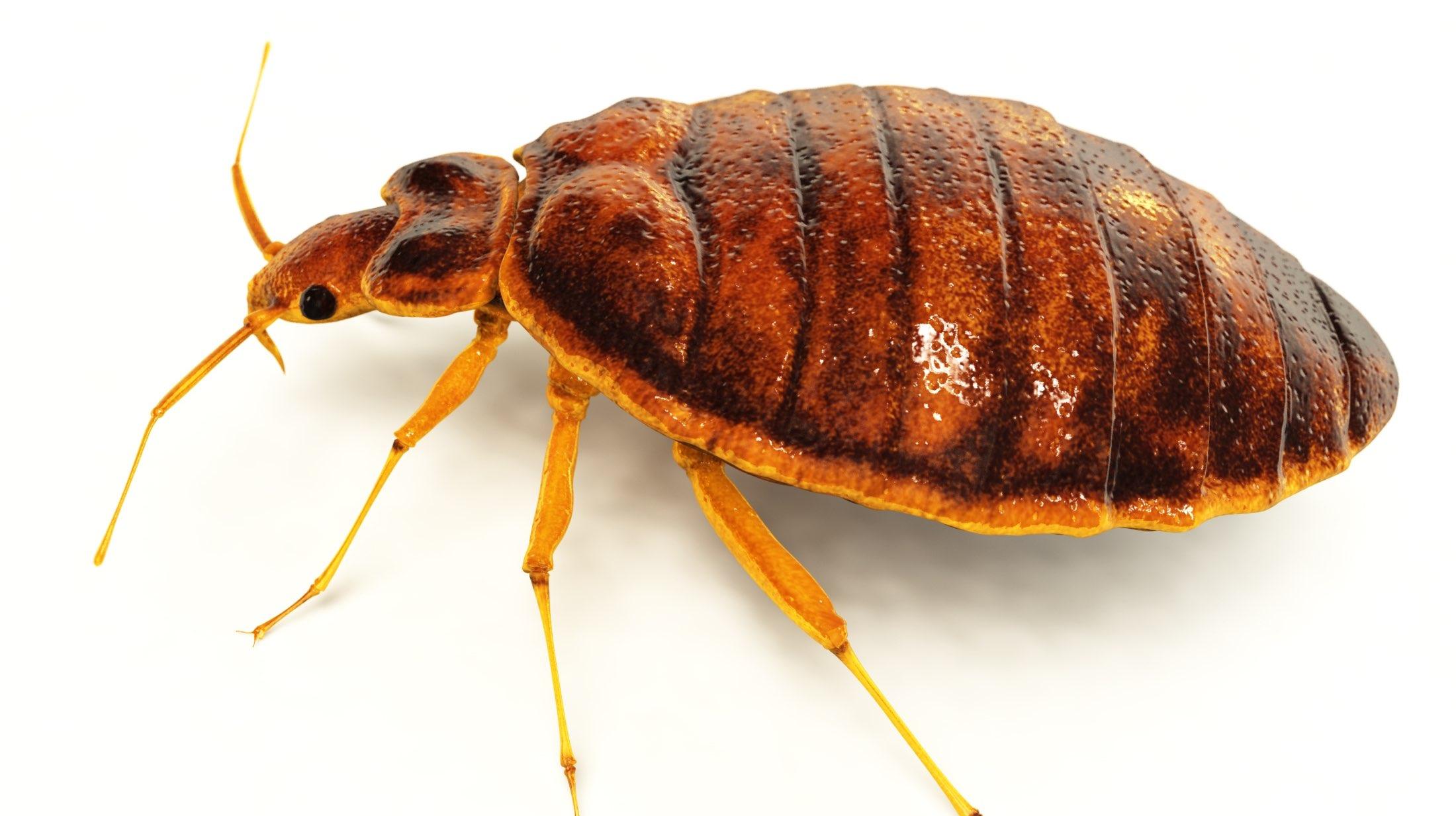 Detail Image Of A Bedbug Nomer 11