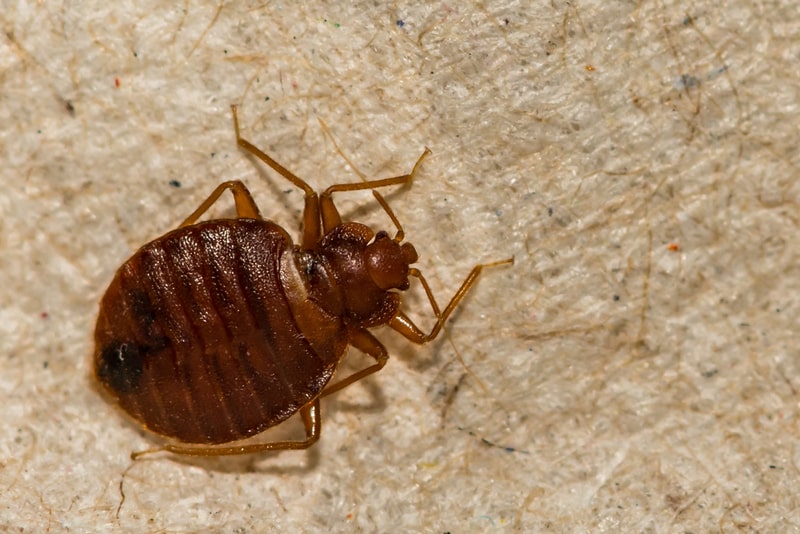 Detail Image Of A Bedbug Nomer 12