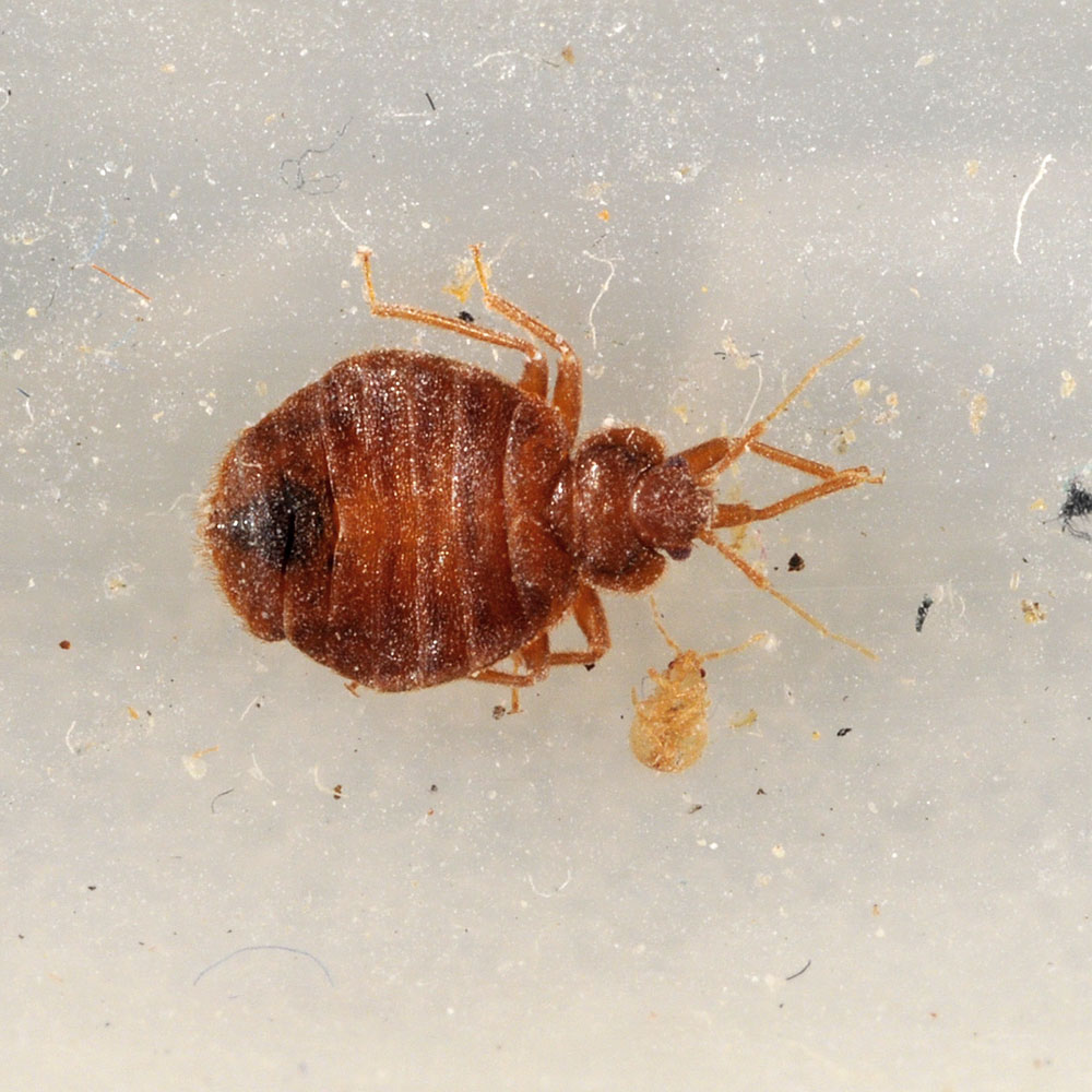 Detail Image Of A Bedbug Nomer 14
