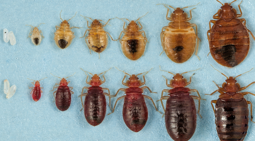 Detail Image Of A Bedbug Nomer 15