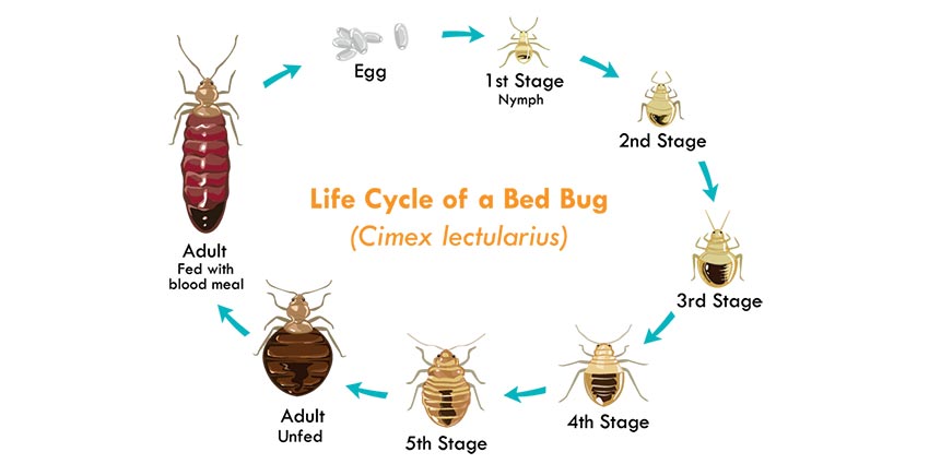 Detail Image Of A Bedbug Nomer 16