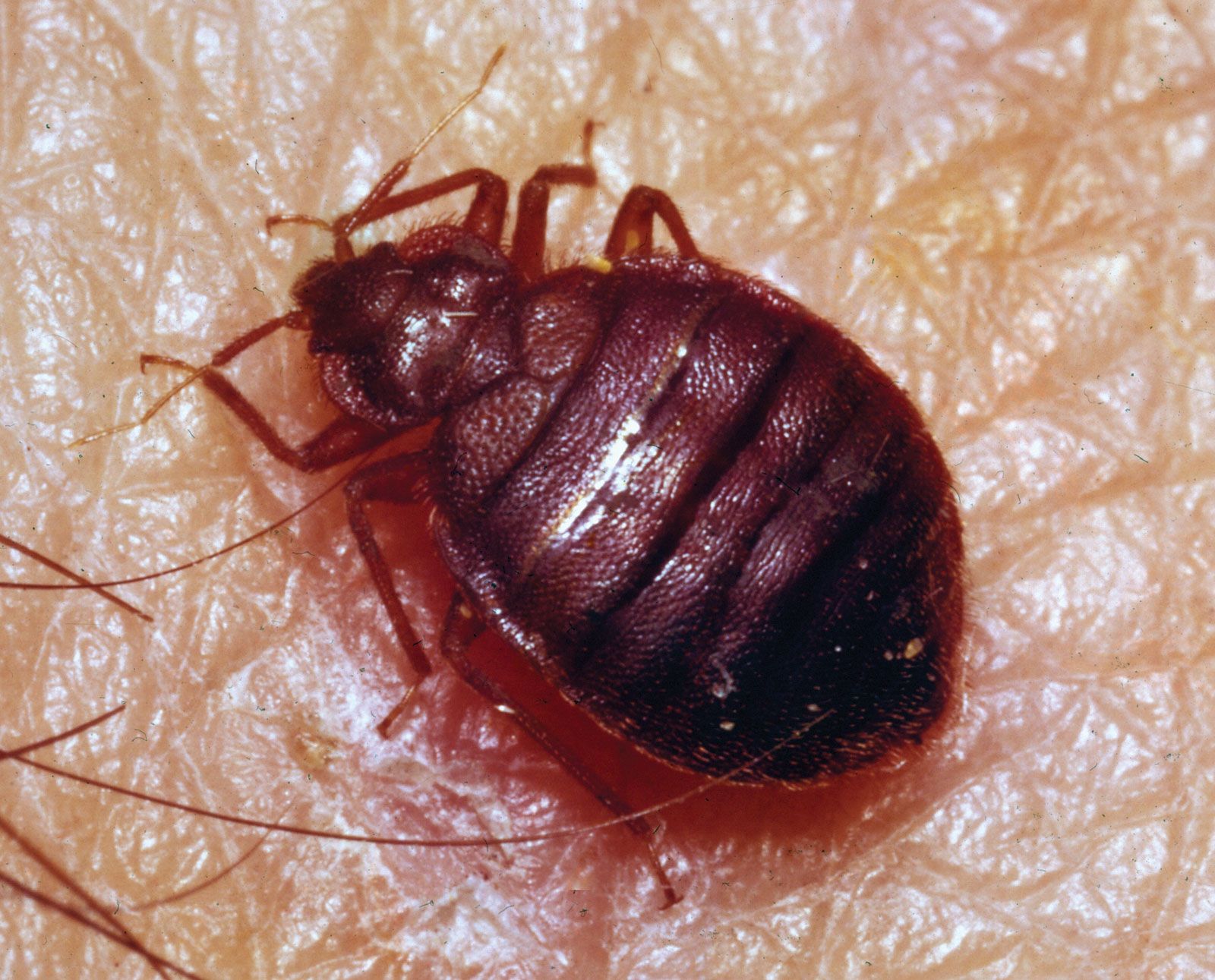 Detail Image Of A Bedbug Nomer 17