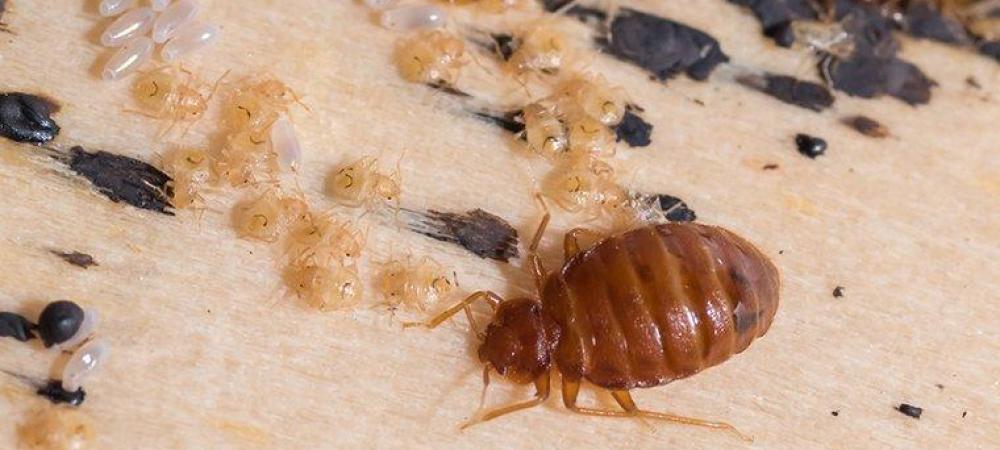 Detail Image Of A Bedbug Nomer 18