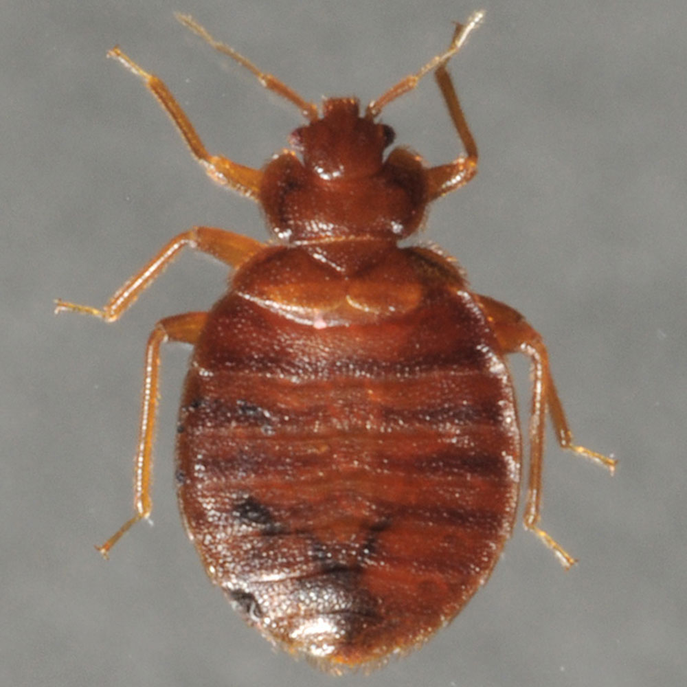 Detail Image Of A Bedbug Nomer 20