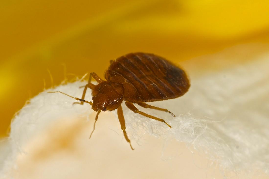 Detail Image Of A Bedbug Nomer 25