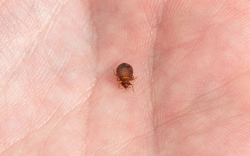 Detail Image Of A Bedbug Nomer 26