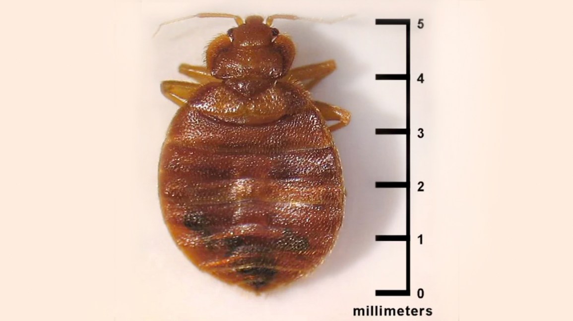 Detail Image Of A Bedbug Nomer 4