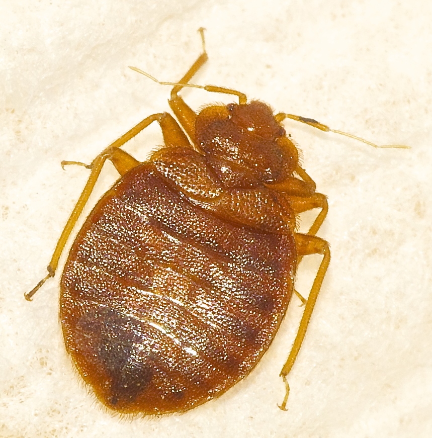 Detail Image Of A Bedbug Nomer 31