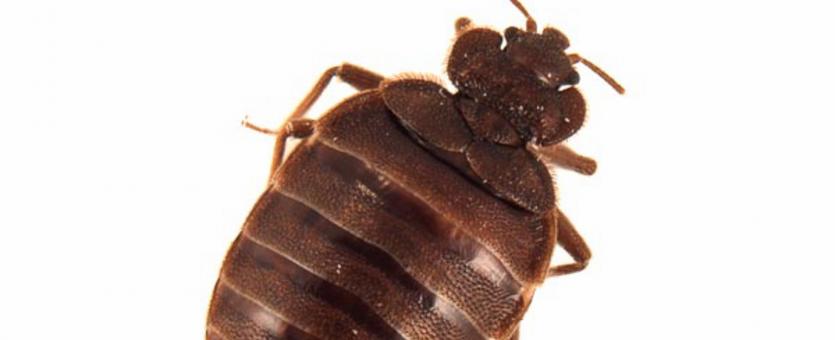Detail Image Of A Bedbug Nomer 32