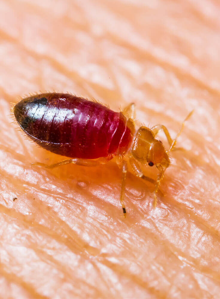 Detail Image Of A Bedbug Nomer 33