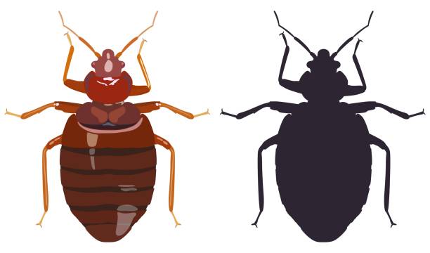 Detail Image Of A Bedbug Nomer 34