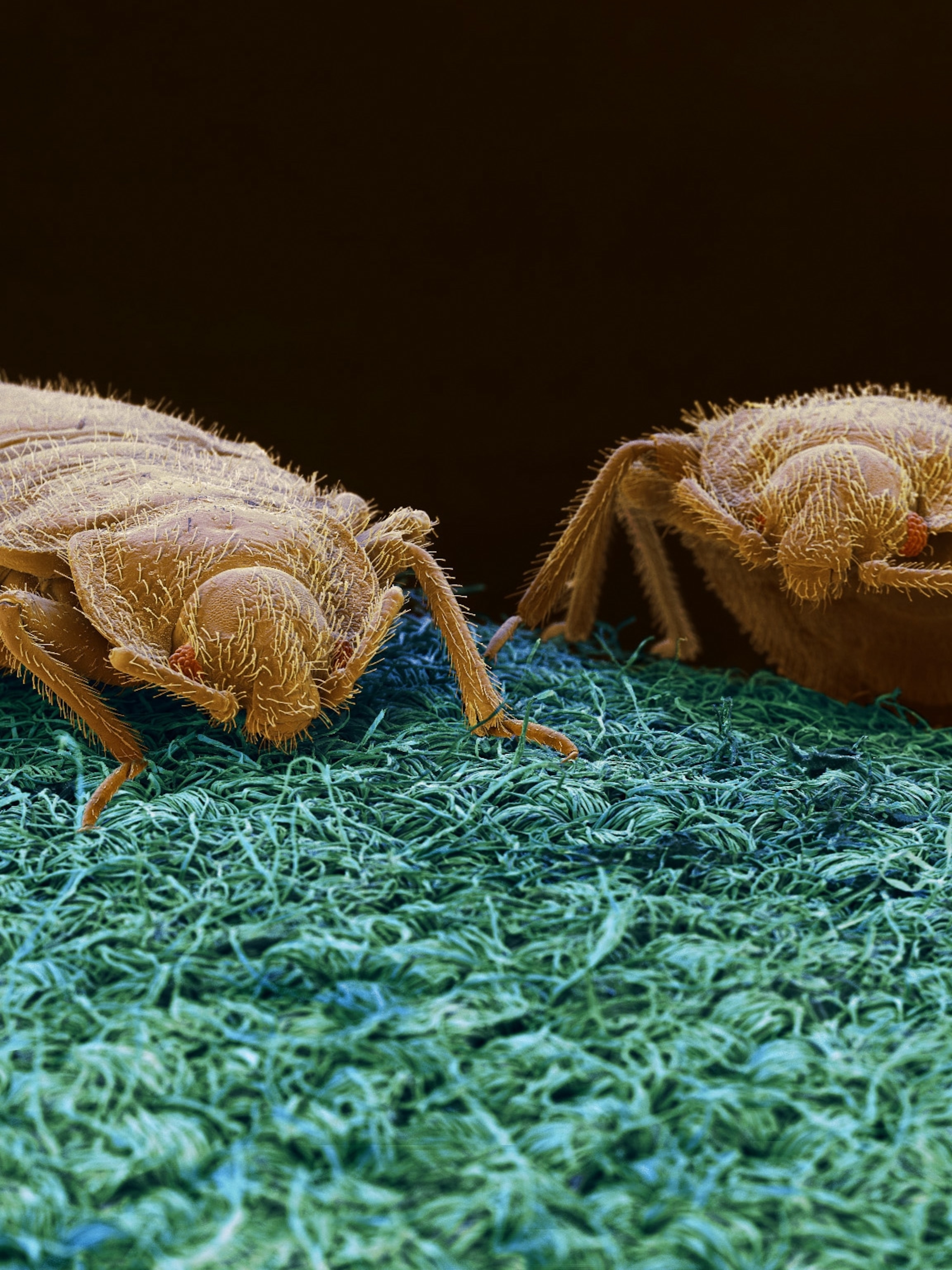 Detail Image Of A Bedbug Nomer 35