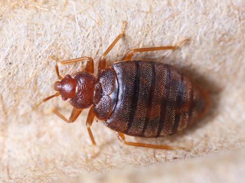 Detail Image Of A Bedbug Nomer 5