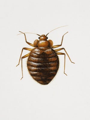 Detail Image Of A Bedbug Nomer 38