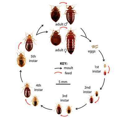 Detail Image Of A Bedbug Nomer 39
