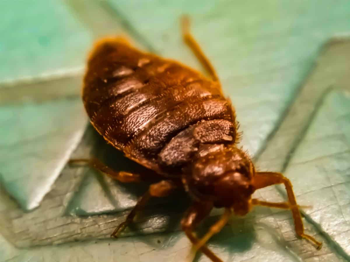 Detail Image Of A Bedbug Nomer 40