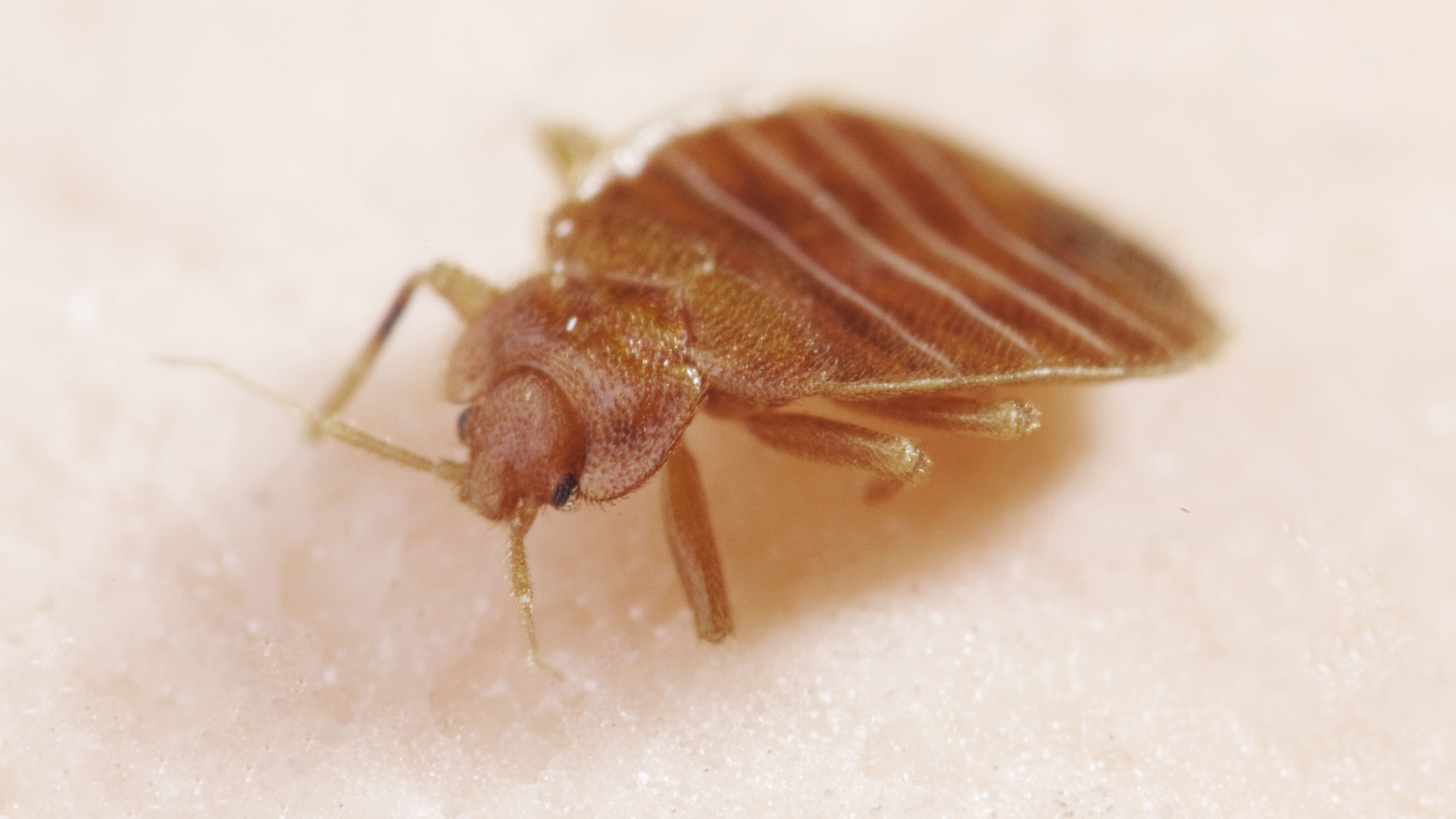Detail Image Of A Bedbug Nomer 42