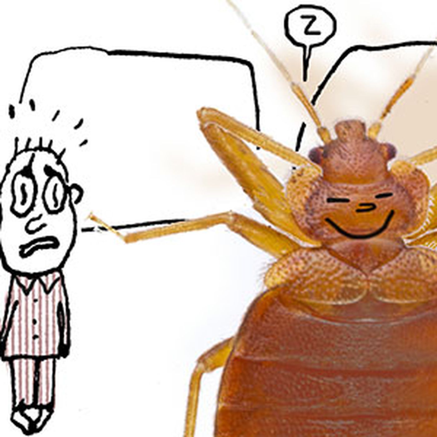 Detail Image Of A Bedbug Nomer 43