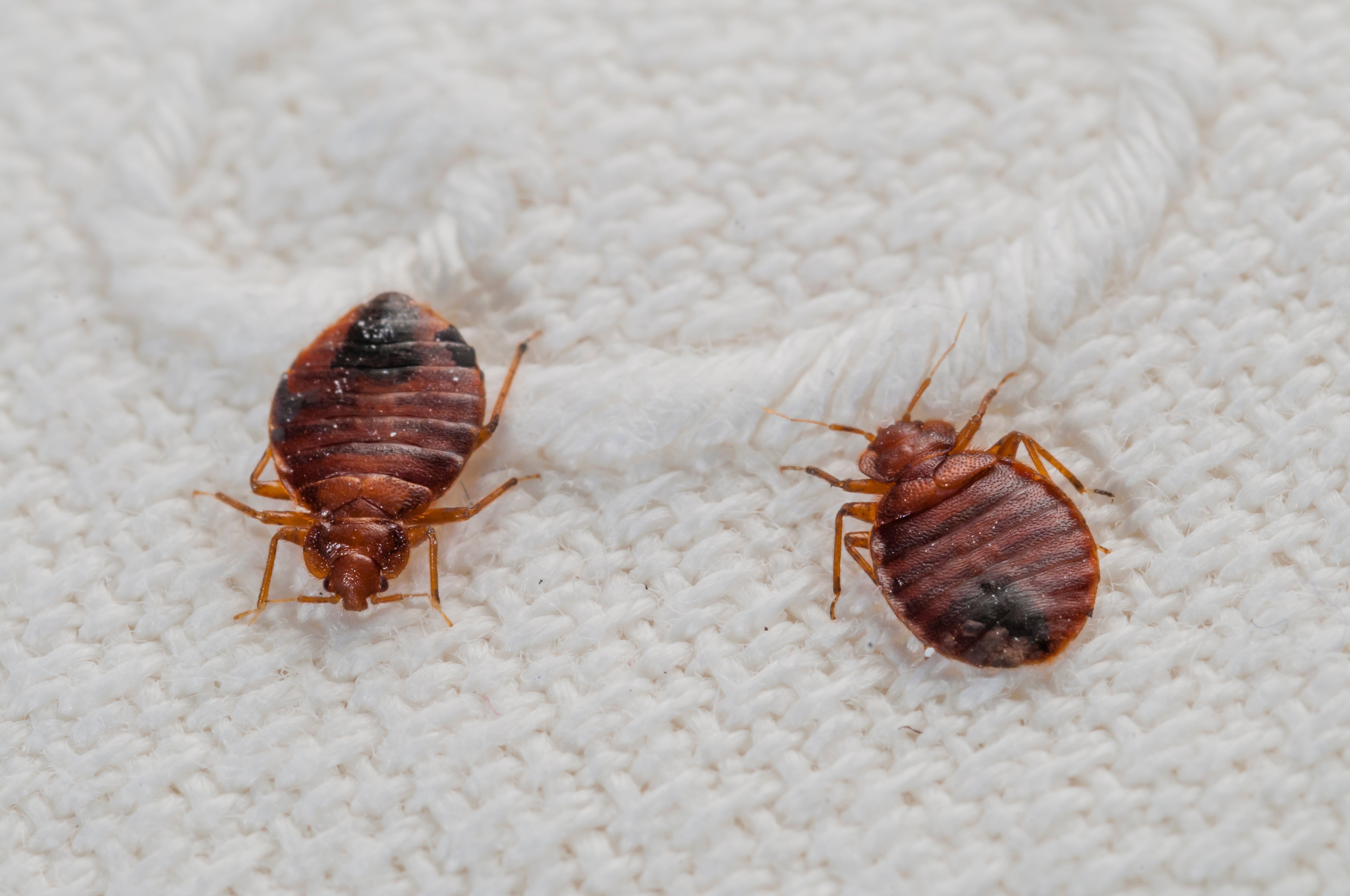Detail Image Of A Bedbug Nomer 6