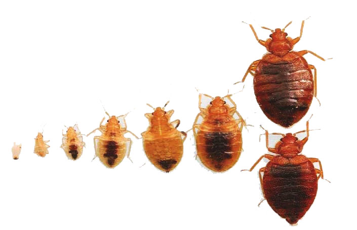 Detail Image Of A Bedbug Nomer 47